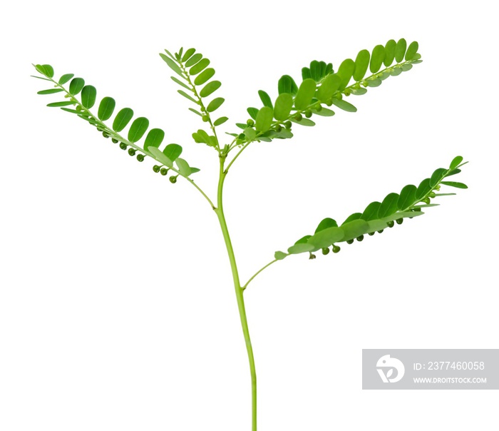 Phyllanthus Niruri Plant on A White Background