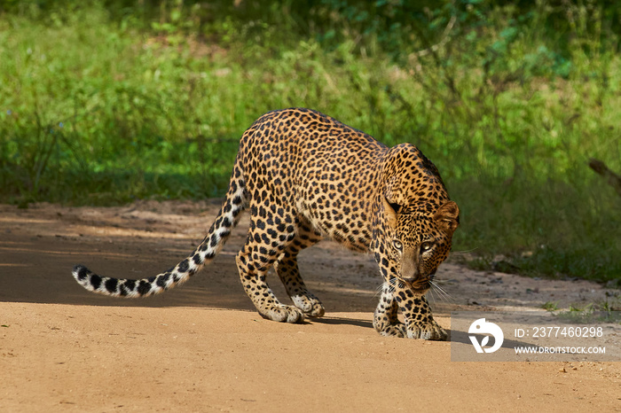 Leopard Panthera pardus Yala National Park Sri Lanka Ceylon