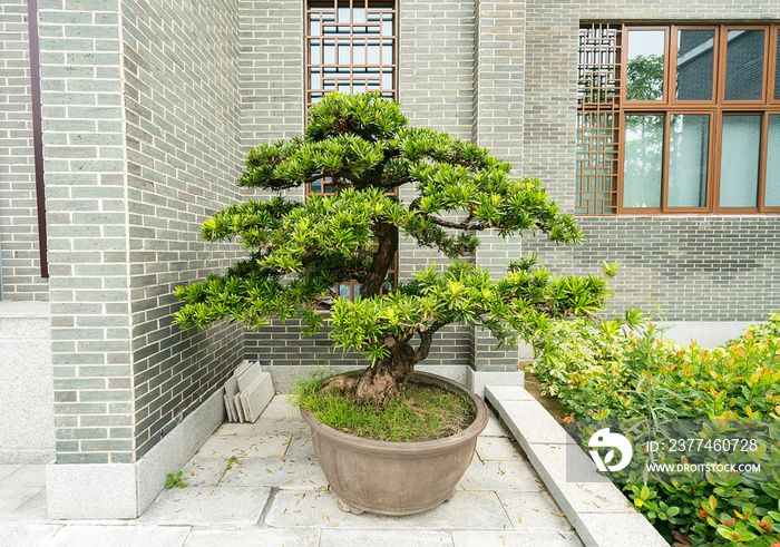 Bricks fence and Japanese podocarpus in Fukuoka prefecture