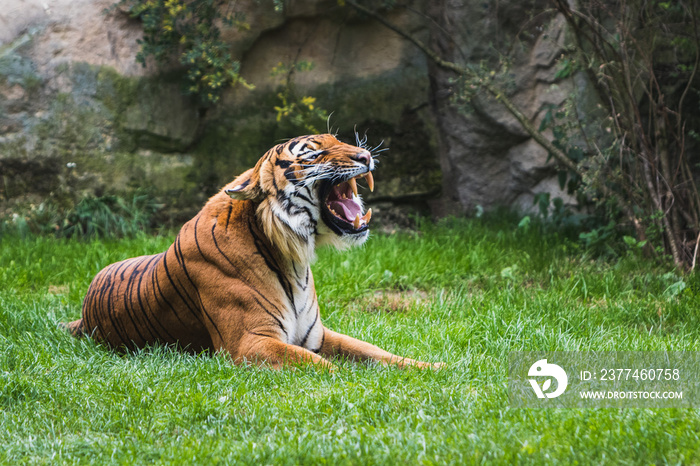 Roaring striped tiger laying on green grass