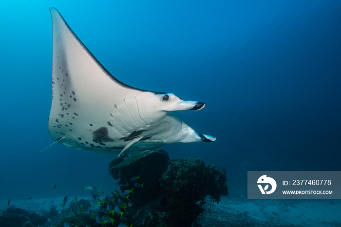 Black and white reef manta ray flying around a cleaning station in cristal blue water