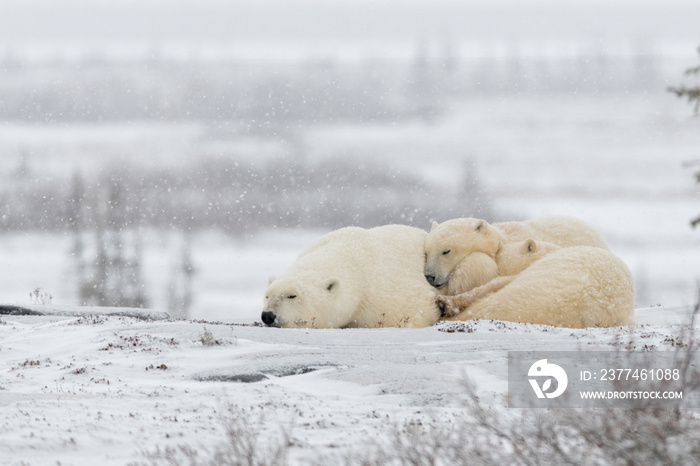 Three bears, Mom and two cubs sleeping on tundra landscape in Churchill, Manitoba during a snow storm, blizzard. Polar bear waiting for the sea ice to form on Hudson Bay.