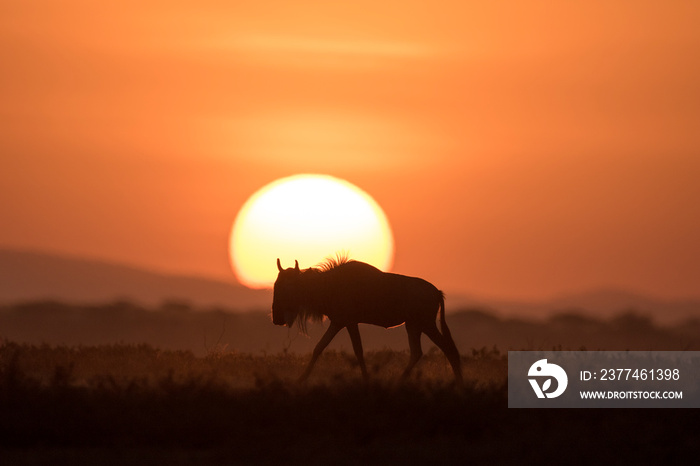 African safari in red dawn sunrise