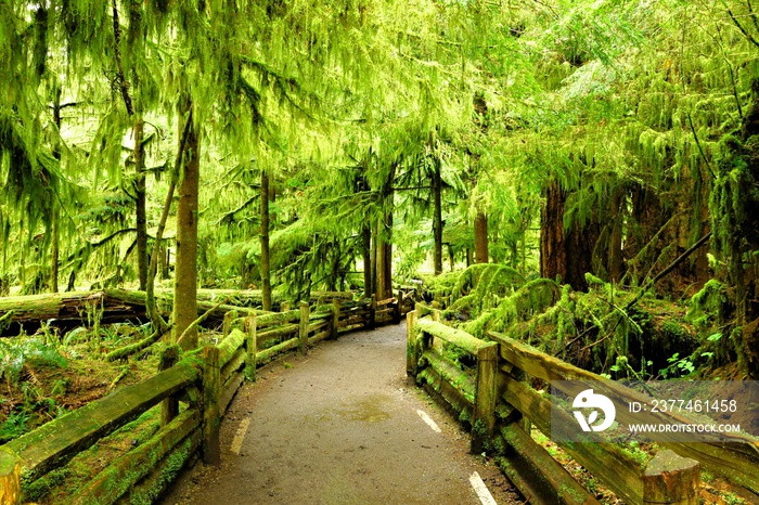 Trail through the green old growth rain forest at Cathedral Grove, Vancouver Island, BC, Canada