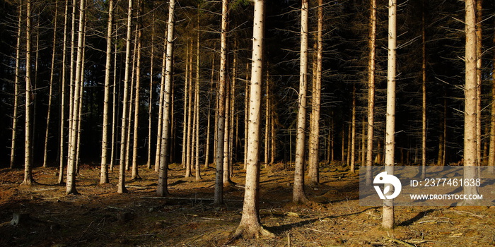 Wald,Fichte,Monokultur,Abendlicht,Forest,Spruce,Monoculture