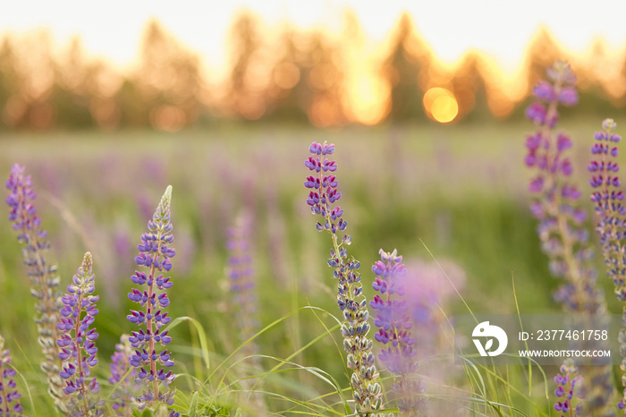 Lupinus, lupin, lupine meadow with purple and pink flowers at sunset. Bunch of lupines summer flower background. Mental healing, self-discovery concept