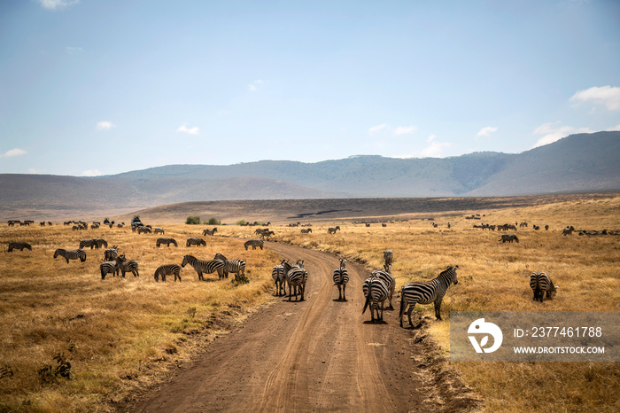 Group of zebras in the savannah