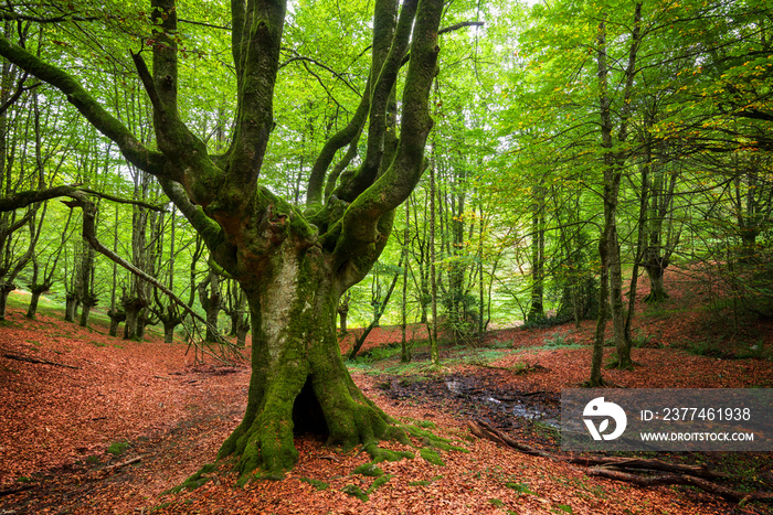 Idyllic forest landscape with mossy beech trees .