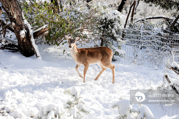 Female deer in snow has found a spot where the sun is shining to give some temporary warmth from the cold.