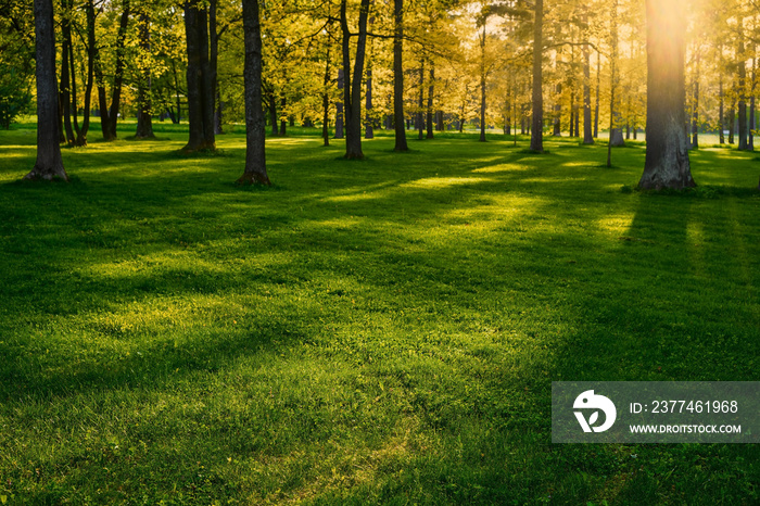 Sunset in a deciduous forest, warm spring evening, sun light into the camera. Natural green landscape plants, ecology and care for nature.