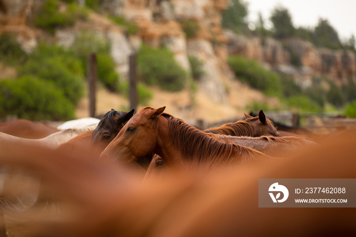 Herd of ranch horses being herded up and sorted in pens for riding and ranch work in the beautiful rocky and dusty landscape of montana.