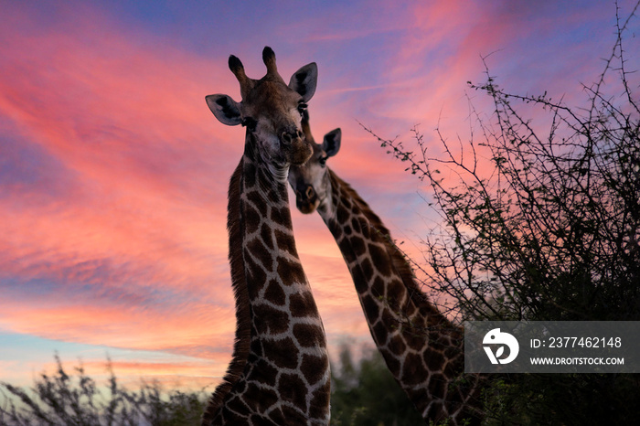 Pair of African giraffes in the African savannah of South Africa under a beautiful sunset sky, this herbivorous animal is a star on safari and attracts millions of tourists and visitors.