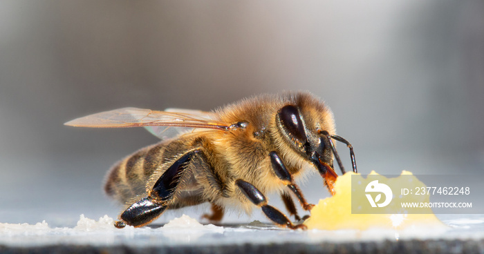 A honey bee eats honey. Close-up, macro.