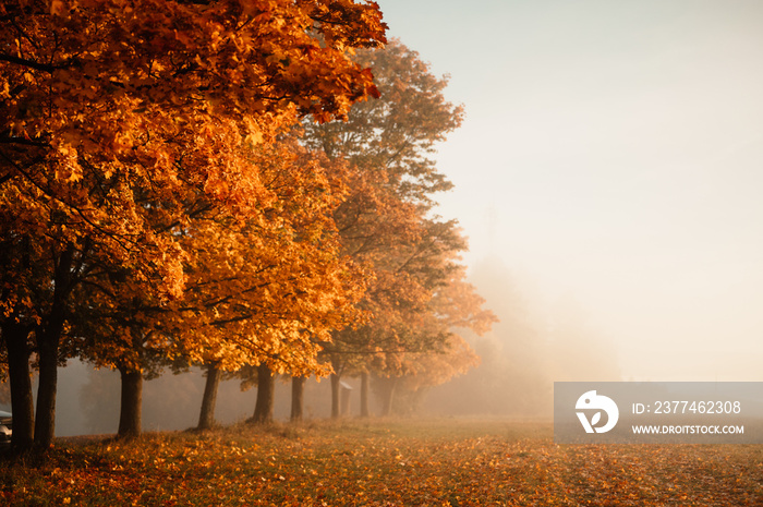 Autumn forest road leaves fall in ground landscape on autumnal background. Colorful foliage in the park. Falling leaves. Autumn trees in the fog