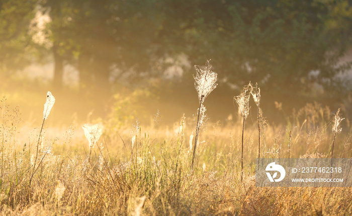 summer meadow in morning light