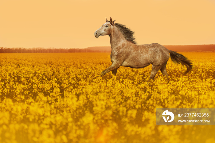 A horse with a long mane and a beautiful suit jumping on a blossoming field on sunset background. Animal illuminates the warm sunshine.