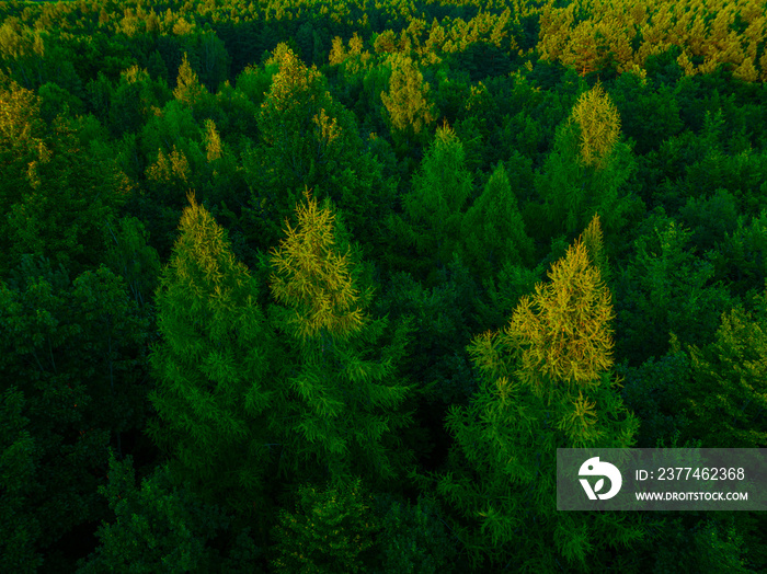 View of the forest from the drone. Concept of forest and trees from the air. Taking care of the environment.