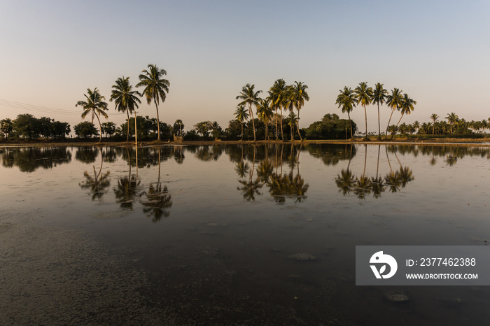 Palm trees with reflection at sunset time in Pondicherry