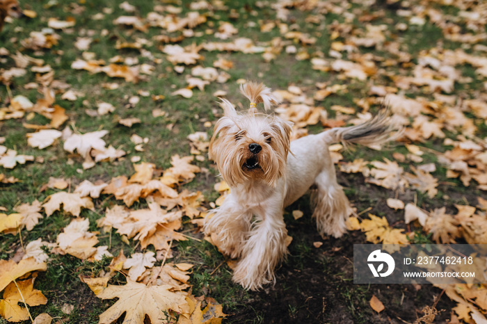 A beautiful thoroughbred frisky and playful dog, a small long-haired Yorkshire terrier walks in the park, in nature in autumn on a lawn with yellow leaves. Photo of a pet.