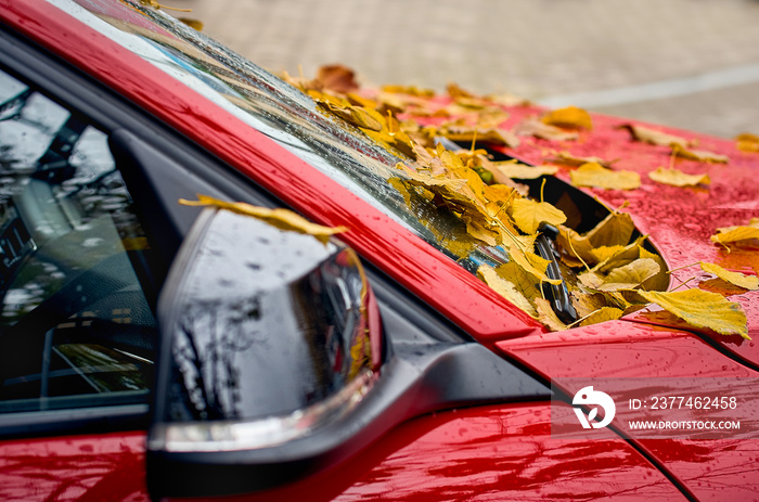 season and transport concept - of car wiper with autumn maple yellow leaves on windshield on a red car.