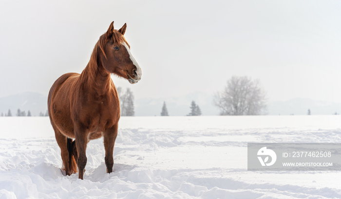 Dark brown horse wades on snow covered field, blurred trees in background, space for text left side