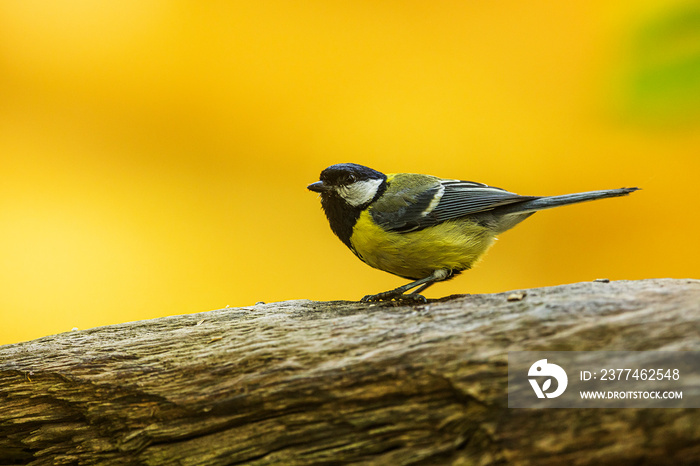 Great tit (Parus major) with a yellow-orange background