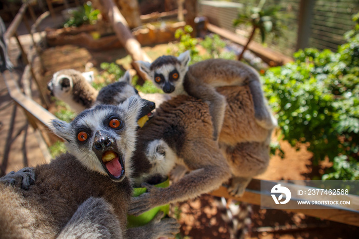 Aggressive Madagascar lemurs eat fruit from a human hand. A female lemur with a cub on her back.