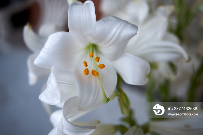 Lilium candidum white flower close up