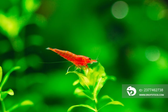 Big fire red or cherry dwarf shrimp with green background in fresh water aquarium tank.