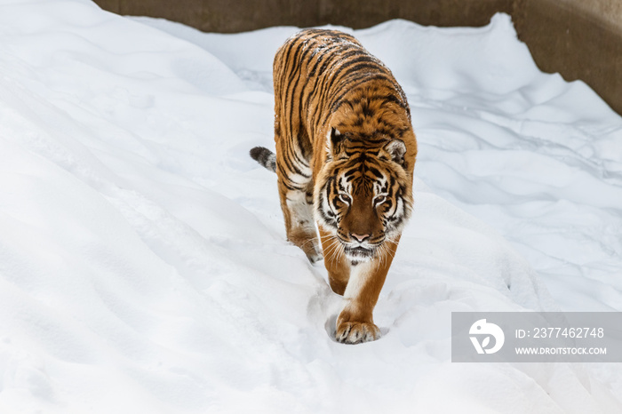 beautiful panthera tigris on a snowy road