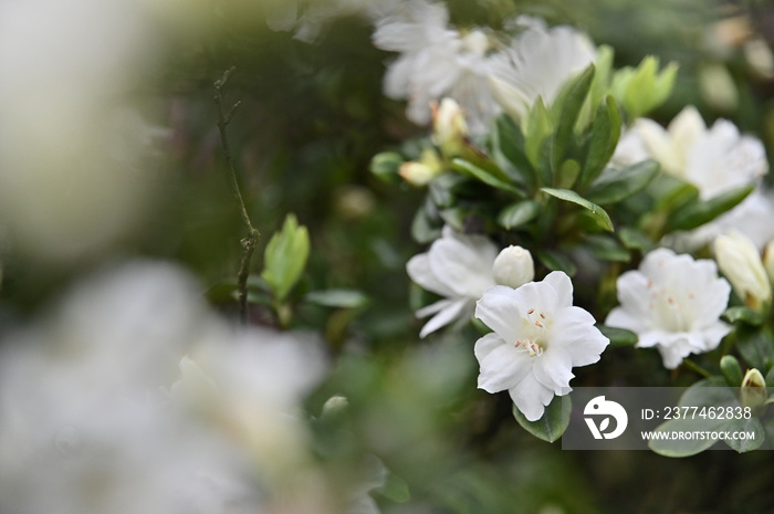 The beautiful white azalea on the spring day.