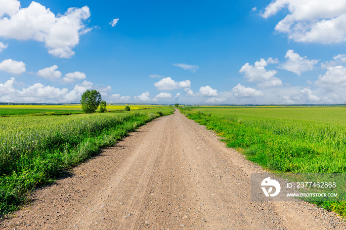 Straight country road and green wheat fields natural scenery on a sunny day