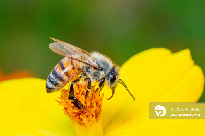 Image of bee or honeybee on yellow flower collects nectar. Golden honeybee on flower pollen. Insect. Animal