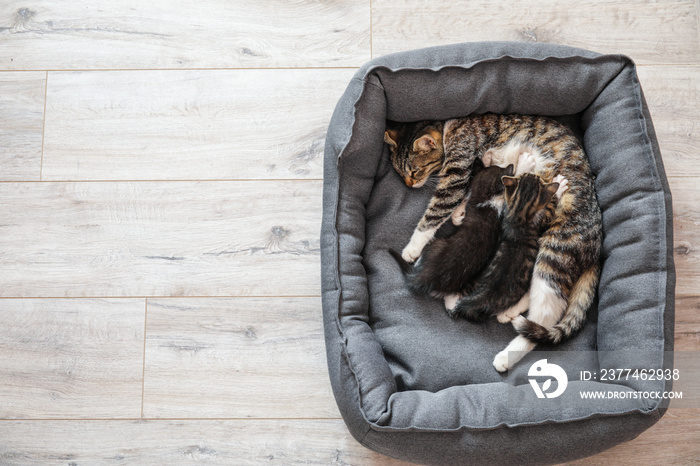 Cat with cute little kittens in pet bed