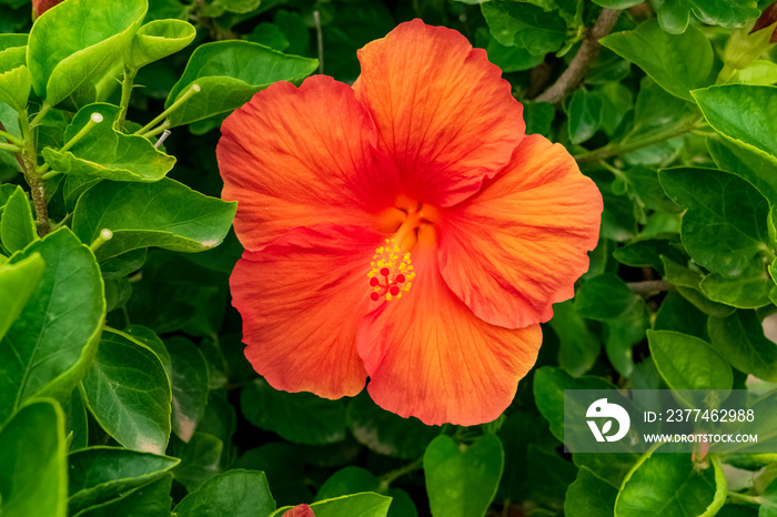 Closeup of a beautiful hibiscus plant with its characteristic flowers. Note the incredible orange color of the petals.