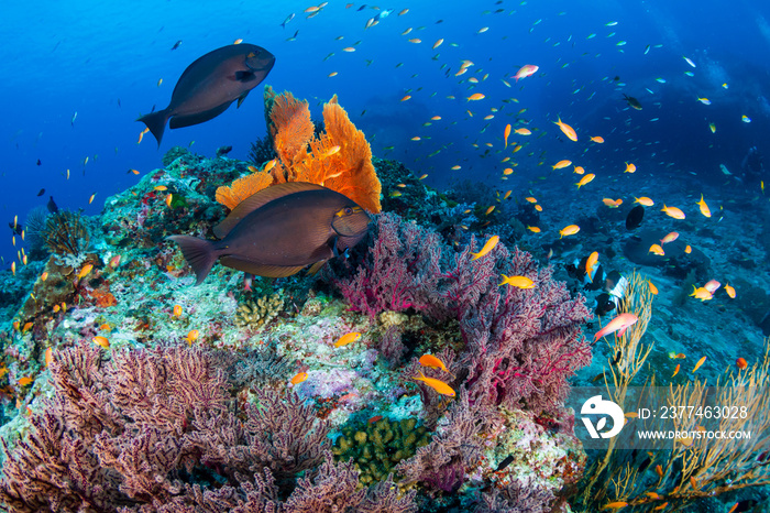 Schools of tropical fish swimming around a colorful, healthy tropical coral reef