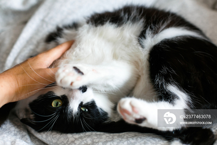 Funny black and white kitty with angry emotions bites girl hand and scratches on stylish sheets. Cute cat with moustache biting owner hand on bed. Space for text.