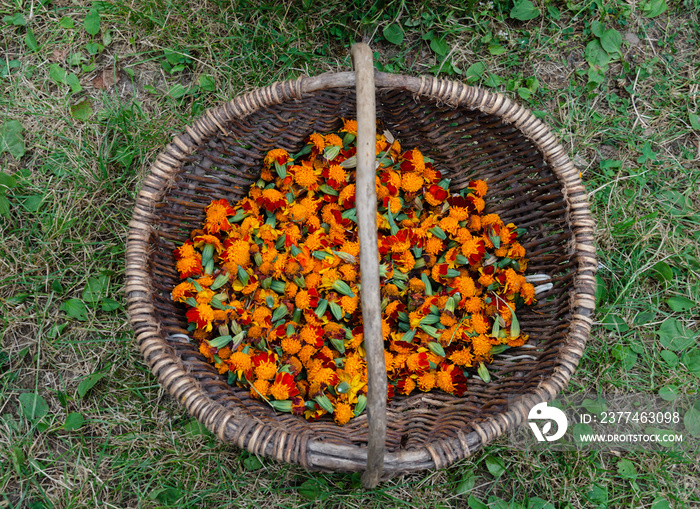 torn marigold flowers in a wicker basket