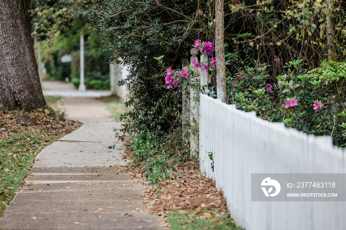 A white picket fence with blooming formosa azalea flower bushes near a sidewalk.