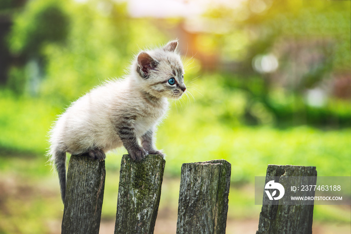 Small kitten cat with blue ayes on wooden fence on garden closeup. Animal pets photography