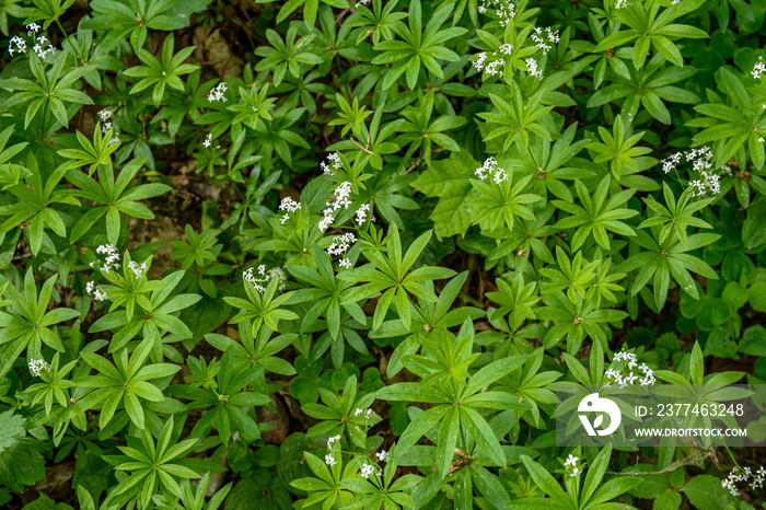 Woodruff - galium odoratum, blooming herbs .