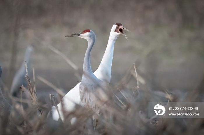 Whooping Crane - 1 of 800 in the world