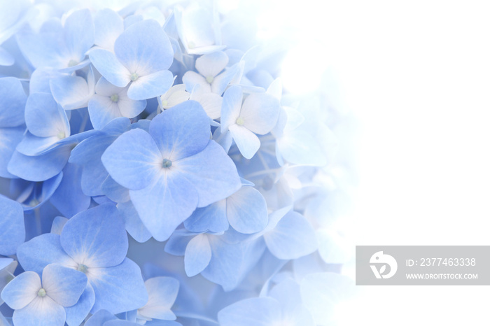 Beautiful petal of blue Hydrangea or Hortensia flowers (Hydrangea macrophylla) fading into white background. Soft dreamy feel. Nature background.