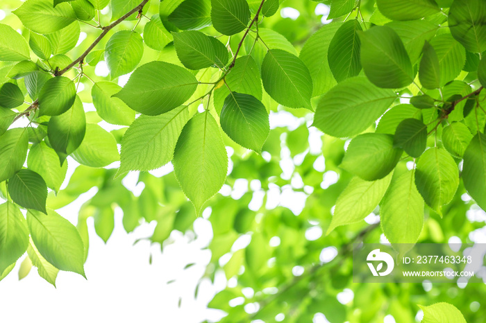 Green leaves isolated on white background