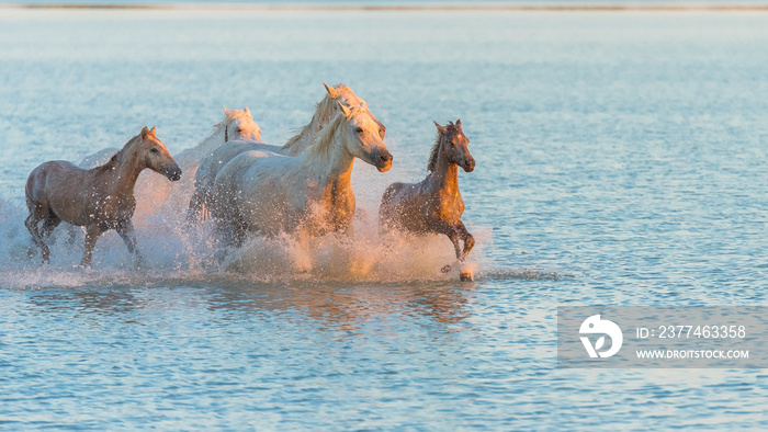 White horses and foals galloping in the water