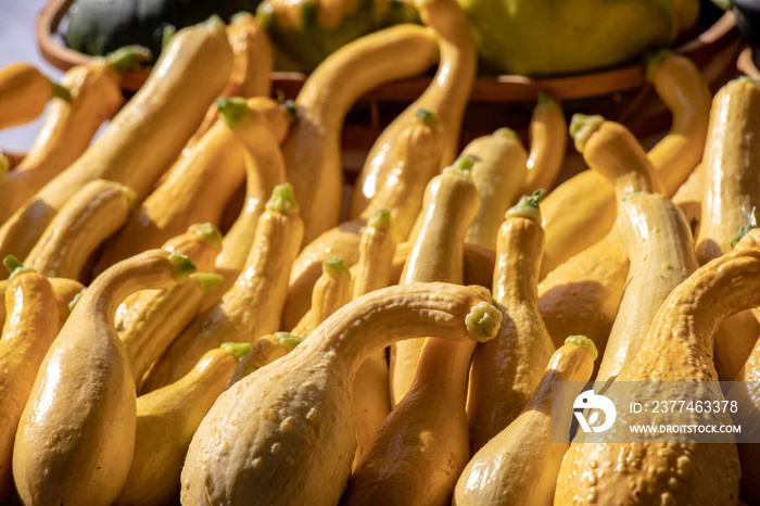 Closeup of beautiful yellow crookneck squash for sale on a table in the sunlight at a summer farmer’s market.