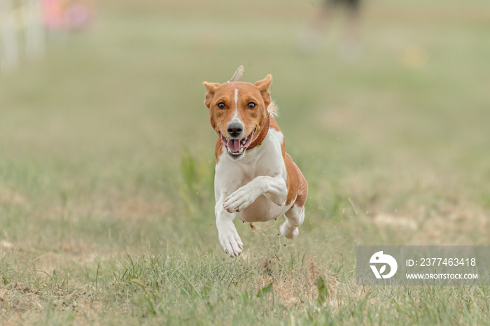 Basenji dog running lure coursing competition on field