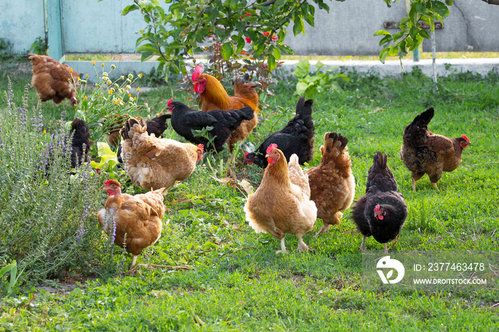 Chickens and cock in the garden on the farm are grazed on the grass_