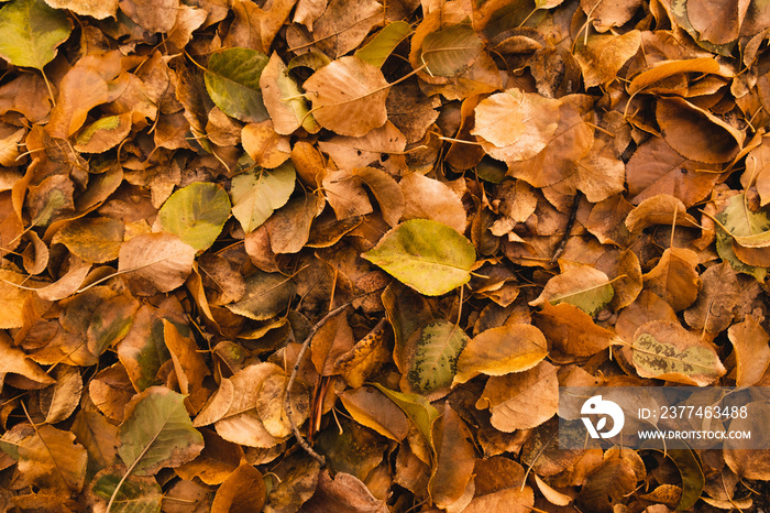 Yellow and orange dirty leaves mixed, shades of autumn spirit. A pile of dried leaves on the ground in the forest. Bird eye view of an natural fall background texture. Peaceful outdoor style wallpaper