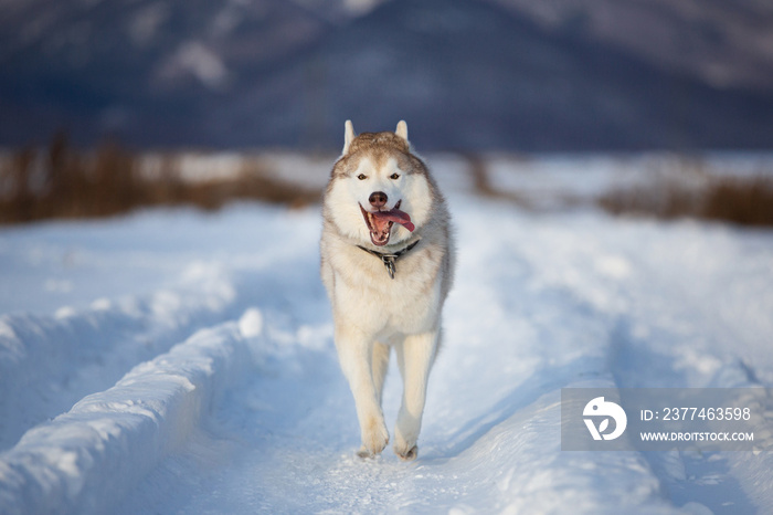 Happy Dog breed siberian husky running in the winter field on mountains background.